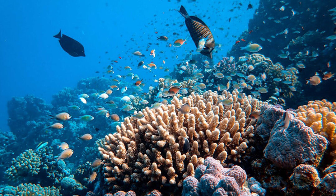 Apo Reef 3D|2N